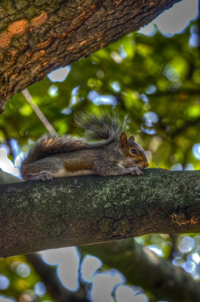 Lasciatemi qui, solo, sul mio albero... (St. James's Park).jpg